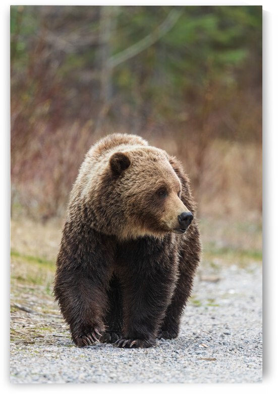 Grizzly Boar by Randy Tremblay Photography
