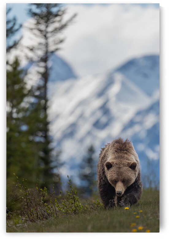 Grizzly Boar by Randy Tremblay Photography