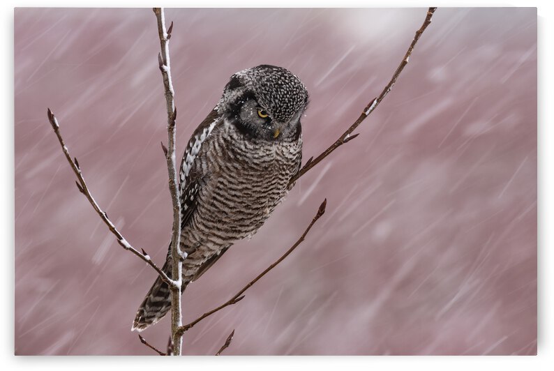 Northern Hawk Owl by Randy Tremblay Photography