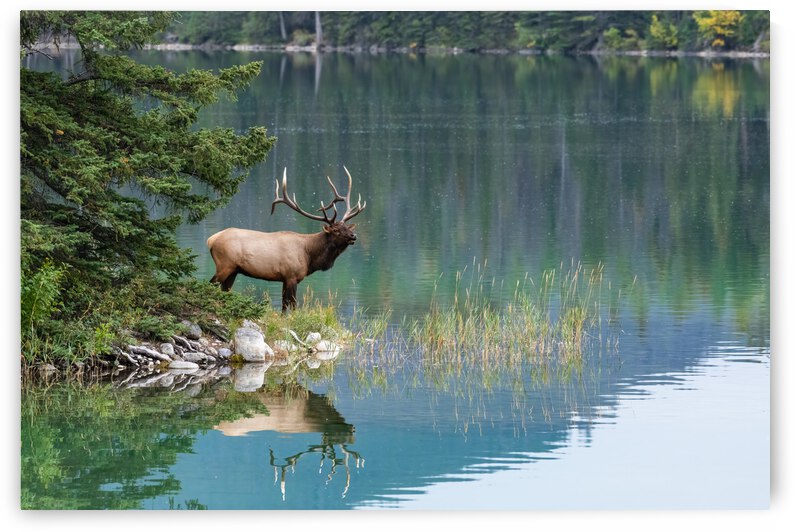 Bull Elk by Randy Tremblay Photography
