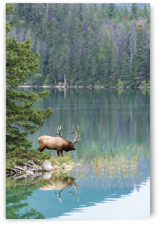 Bull Elk by Randy Tremblay Photography