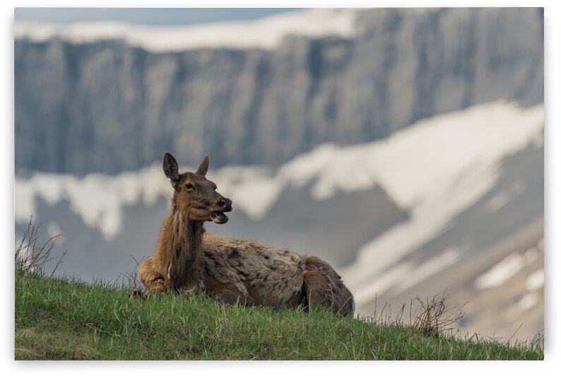 Cow Elk by Randy Tremblay Photography