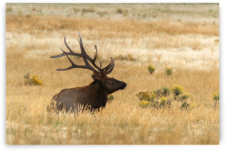Bull Elk by Randy Tremblay Photography