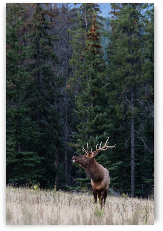 Bull Elk by Randy Tremblay Photography