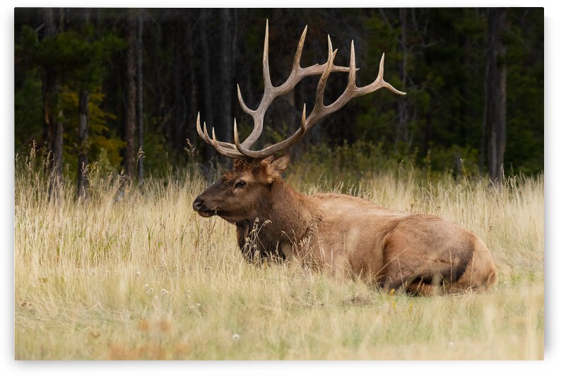 Bull Elk by Randy Tremblay Photography