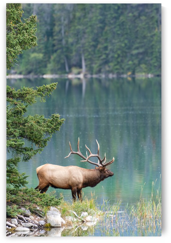 Bull Elk by Randy Tremblay Photography