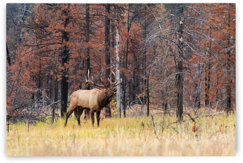 Bull Elk by Randy Tremblay Photography
