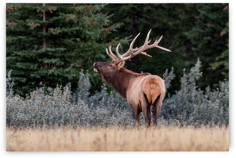 Bull Elk by Randy Tremblay Photography