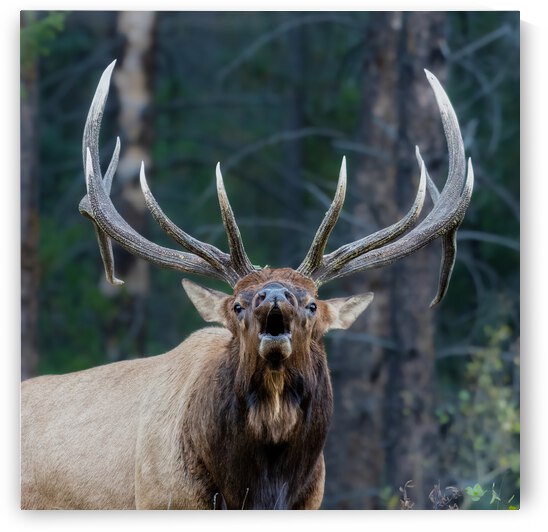 Bull Elk by Randy Tremblay Photography