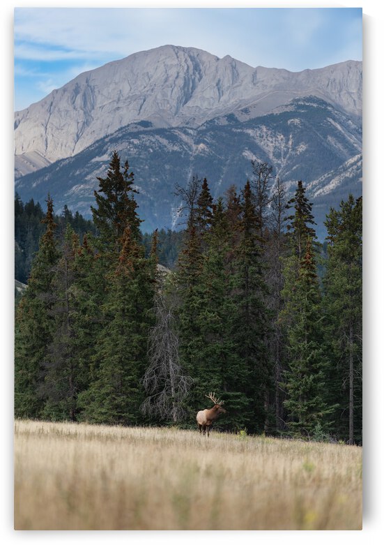 Bull Elk by Randy Tremblay Photography