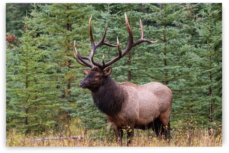Bull Elk by Randy Tremblay Photography