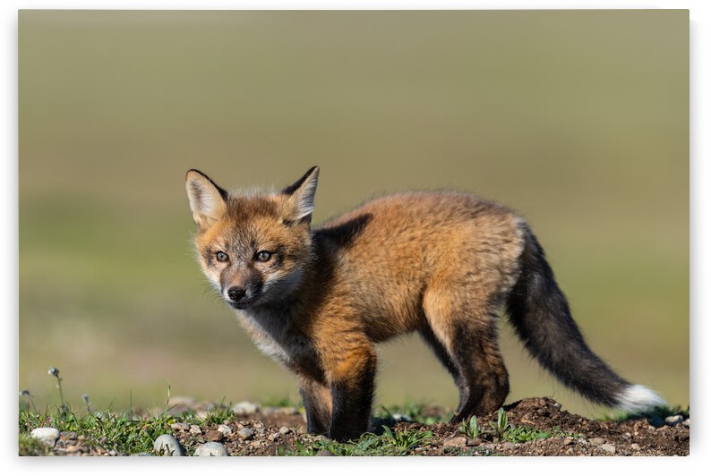 Red Fox Kit by Randy Tremblay Photography