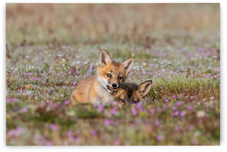 Red Fox Kits by Randy Tremblay Photography