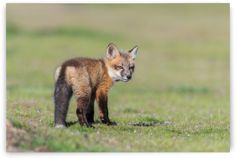 Red Fox Kit by Randy Tremblay Photography
