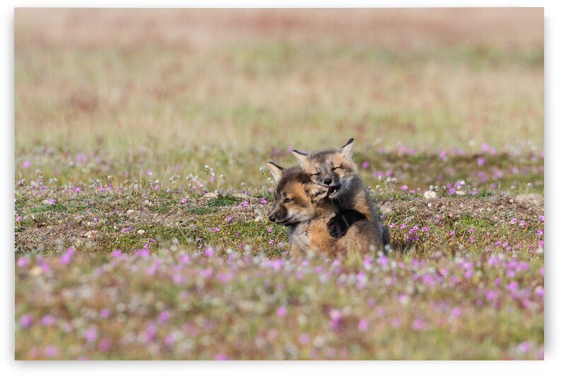 Red Fox Kits by Randy Tremblay Photography