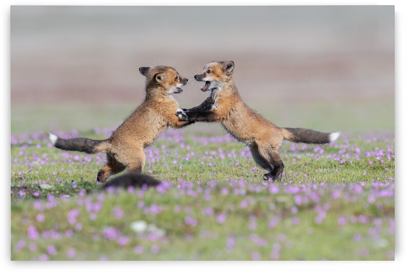 Red Fox Kits by Randy Tremblay Photography