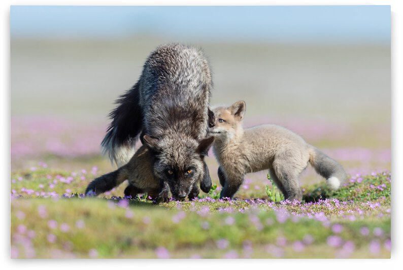 Red Fox with Kits by Randy Tremblay Photography