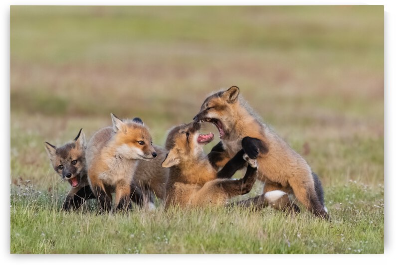 Red Fox Kits by Randy Tremblay Photography