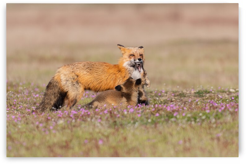 Red Fox with Kits by Randy Tremblay Photography