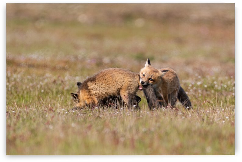 Red Fox Kits by Randy Tremblay Photography