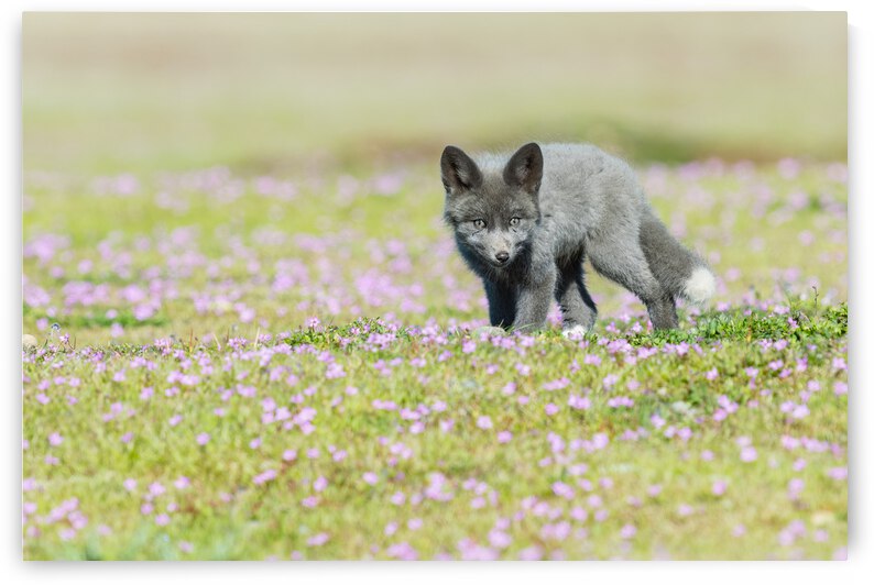 Red Fox Kit by Randy Tremblay Photography