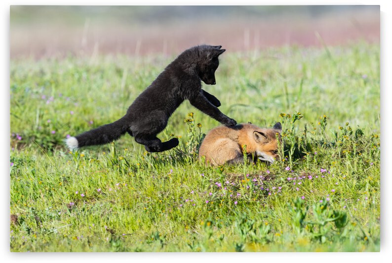 Red Fox Kits by Randy Tremblay Photography