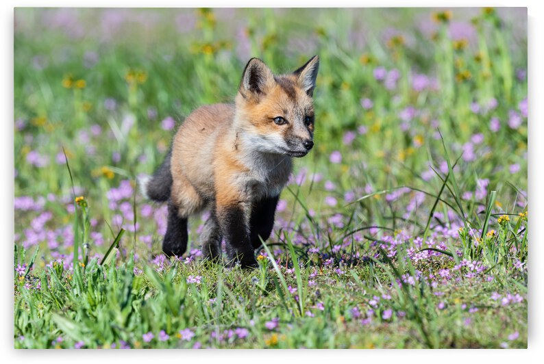 Red Fox Kit by Randy Tremblay Photography