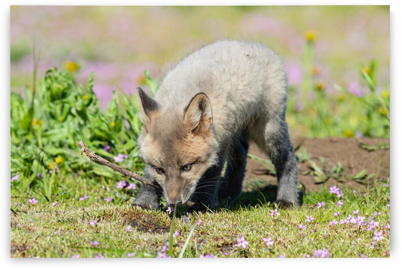 Red Fox Kit by Randy Tremblay Photography