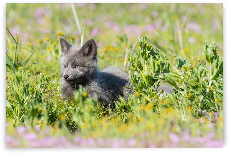Red Fox Kit by Randy Tremblay Photography