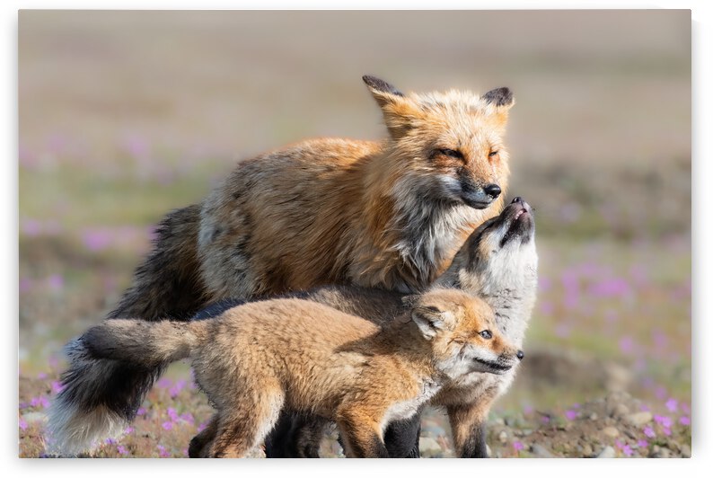 Red Fox with Kits by Randy Tremblay Photography