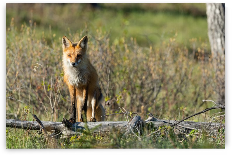 Red Fox by Randy Tremblay Photography