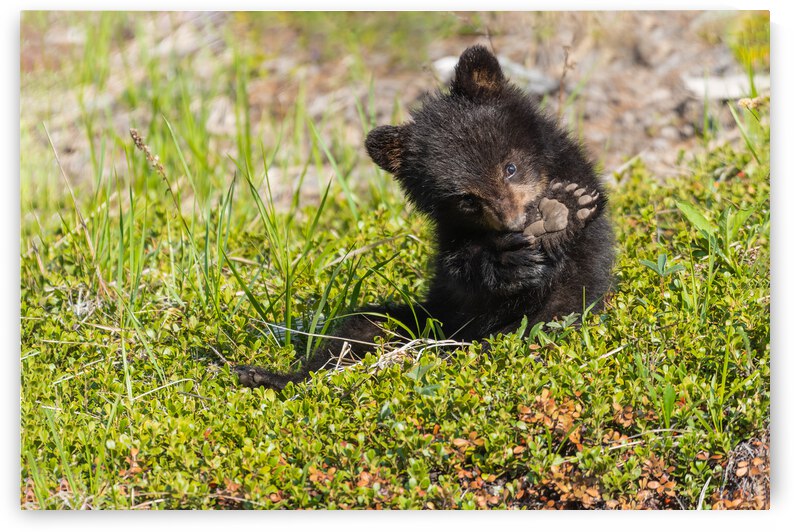 Black Bear Cub by Randy Tremblay Photography