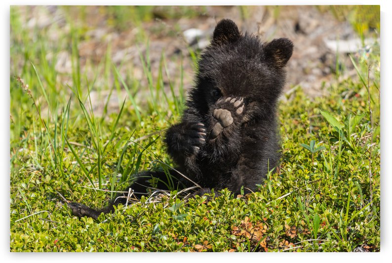 Black Bear Cub by Randy Tremblay Photography