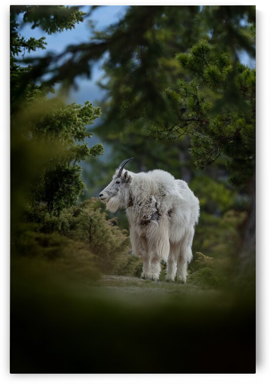 Mountain Goat by Randy Tremblay Photography