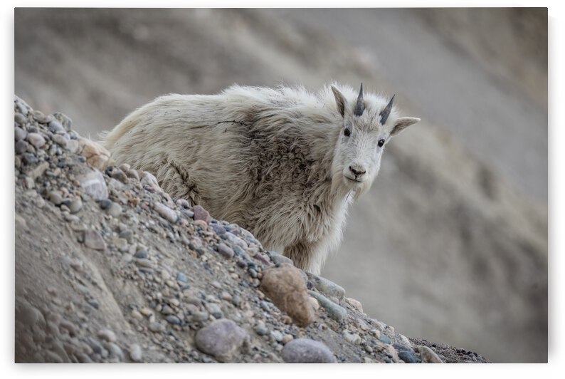 Mountain Goat Kid by Randy Tremblay Photography
