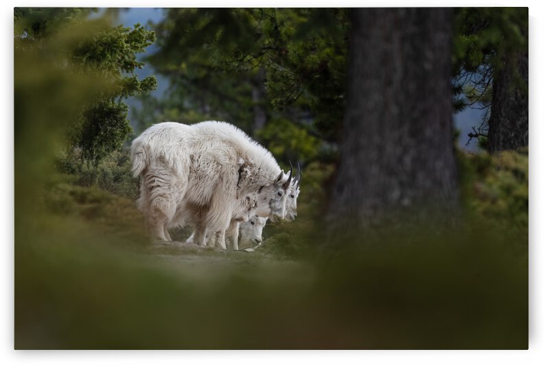Mountain Goat by Randy Tremblay Photography