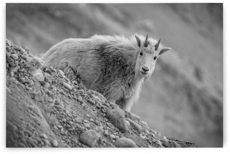 Mountain Goat Kid by Randy Tremblay Photography