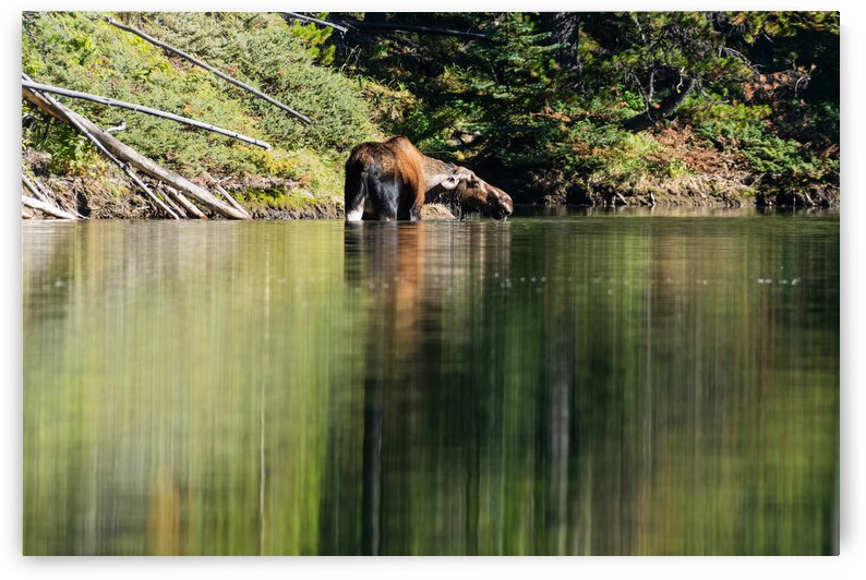 Cow Moose by Randy Tremblay Photography