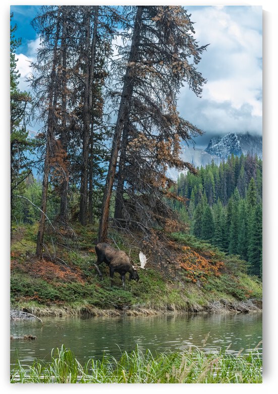 Bull Moose by Randy Tremblay Photography