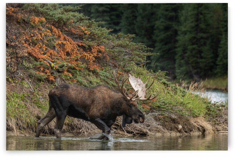 Bull Moose by Randy Tremblay Photography