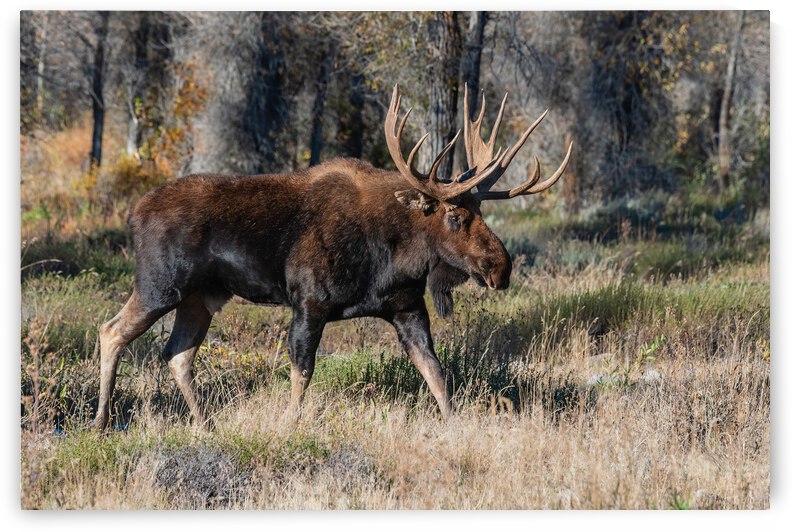 Bull Moose by Randy Tremblay Photography