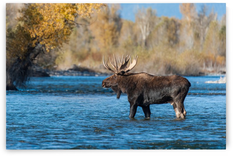 Bull Moose by Randy Tremblay Photography