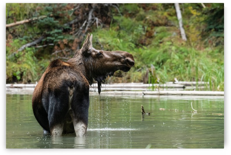Cow Moose by Randy Tremblay Photography