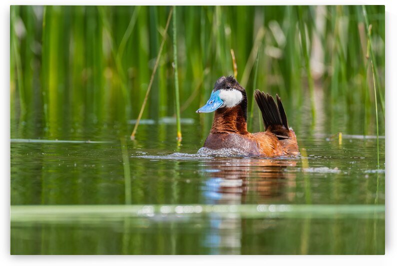 Male Ruddy Duck by Randy Tremblay Photography