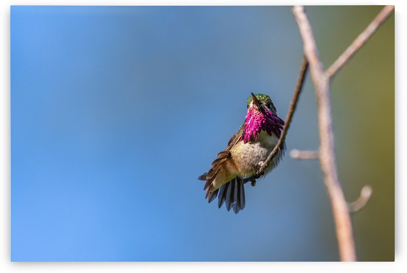 Male Calliope Hummingbird by Randy Tremblay Photography