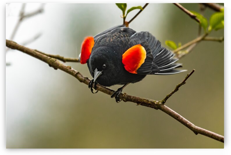 Male Red-Winged Blackbird by Randy Tremblay Photography