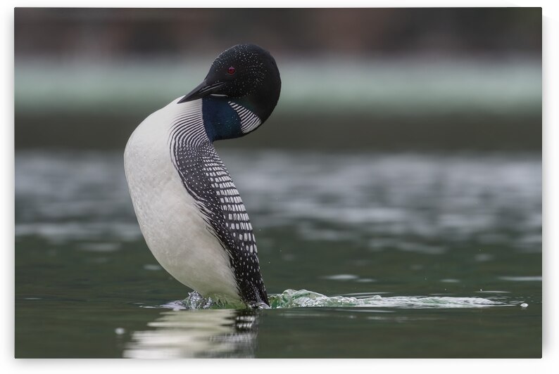 Common Loon by Randy Tremblay Photography