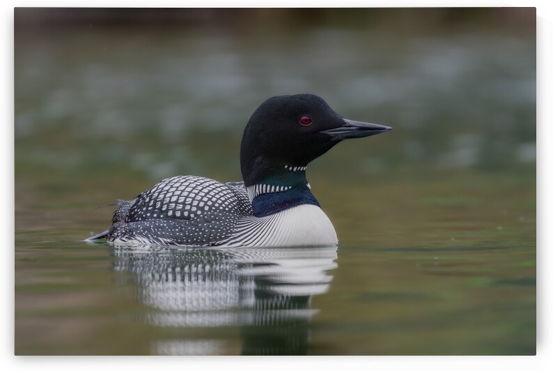 Common Loon by Randy Tremblay Photography