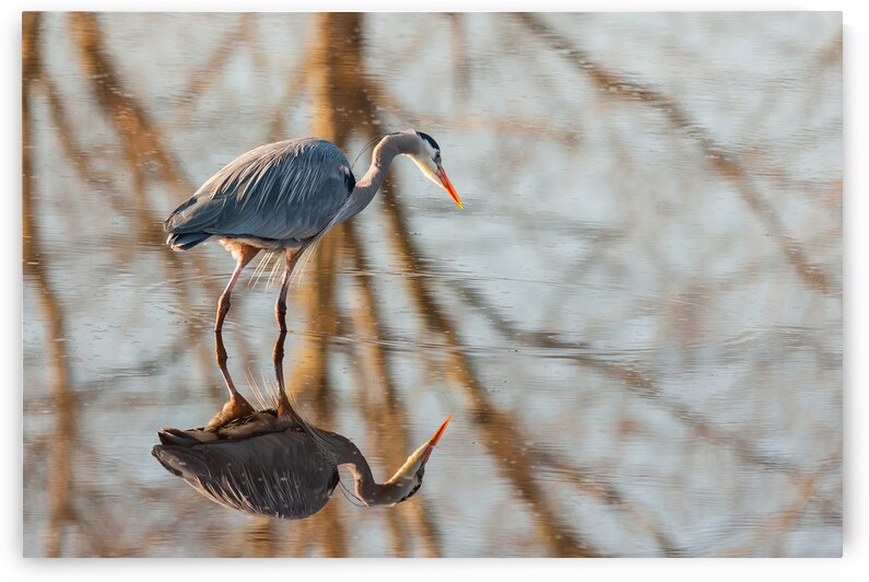 Great Blue Heron by Randy Tremblay Photography