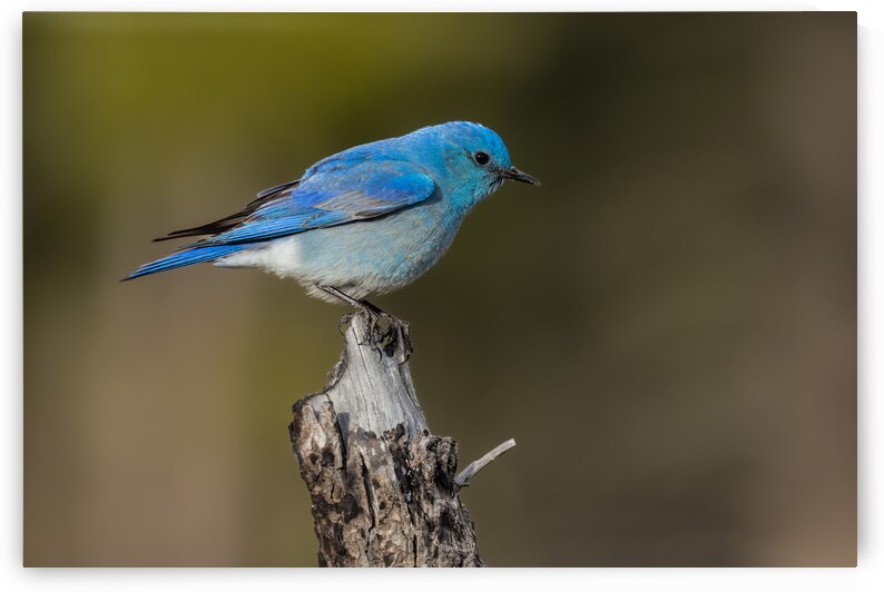 Male Mountain Bluebird by Randy Tremblay Photography